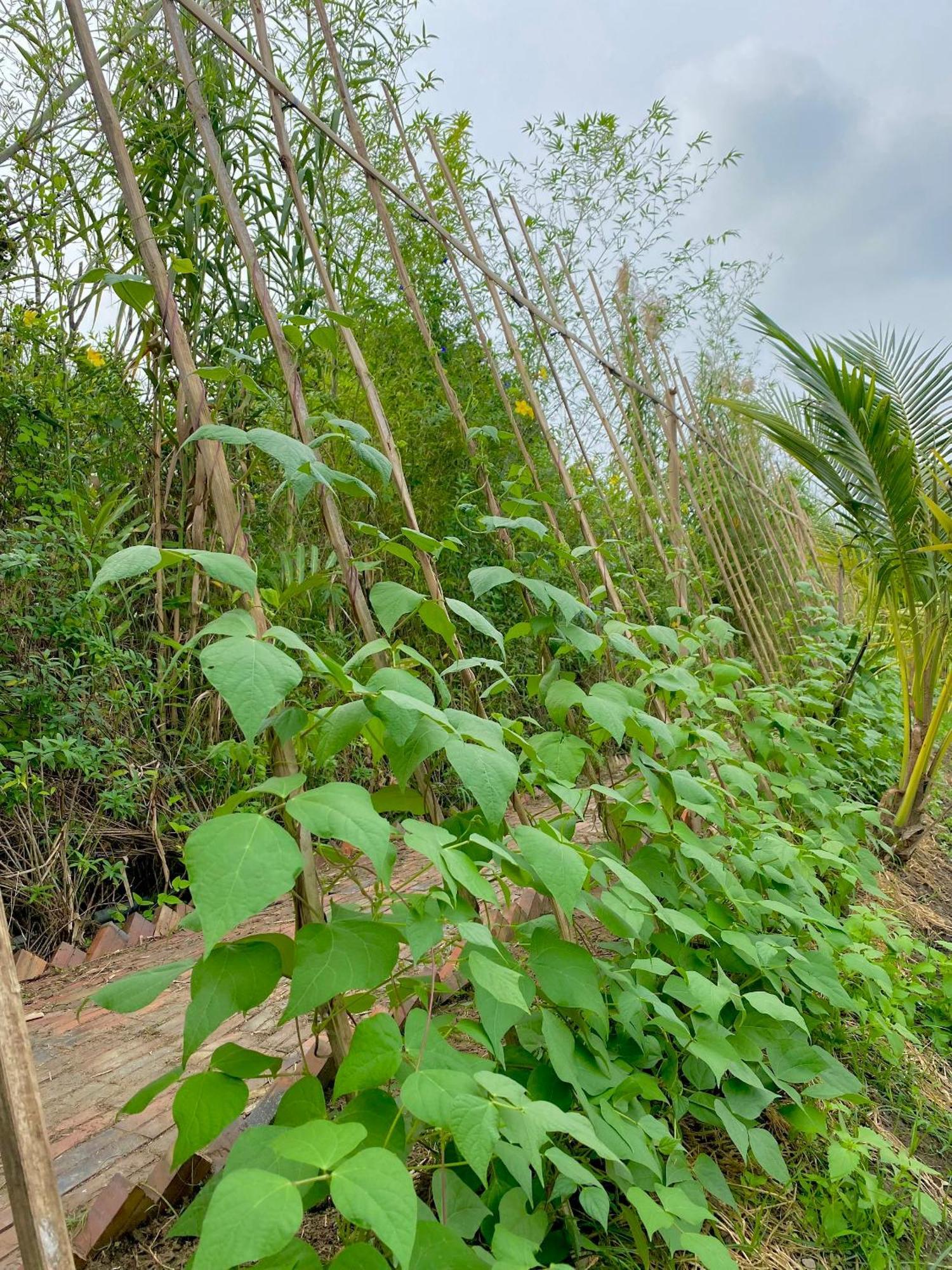 Mekong Silt Ecolodge Кантхо Екстер'єр фото
